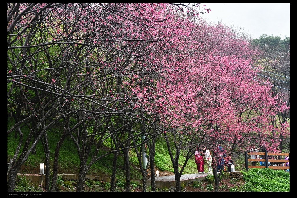 翠墨莊園櫻花14.jpg