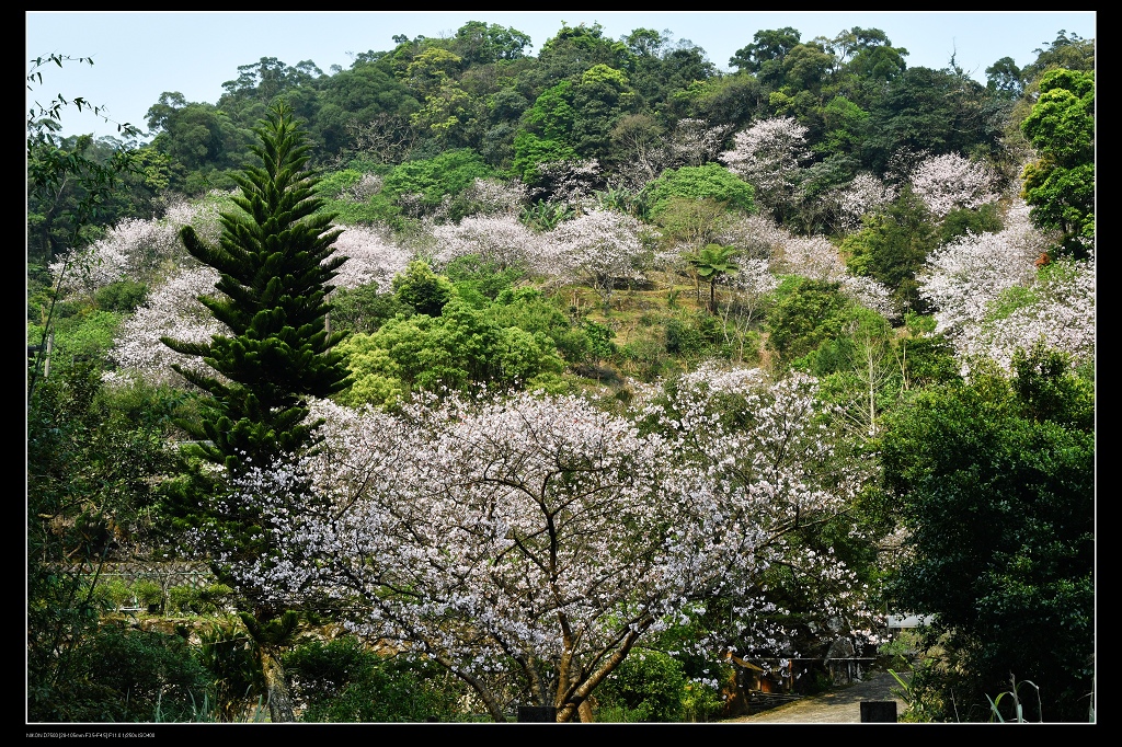 櫻花山.jpg