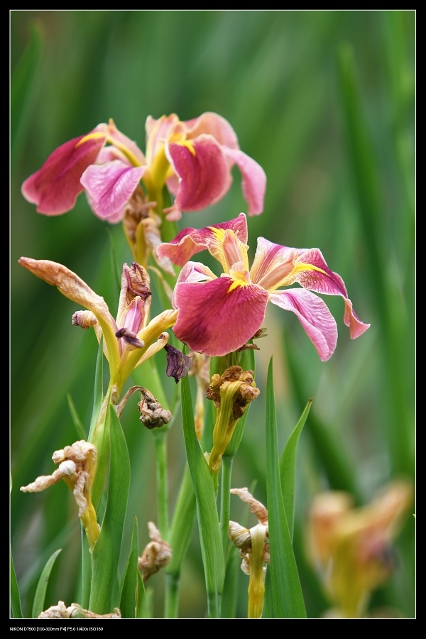 紅色鳶尾花.jpg