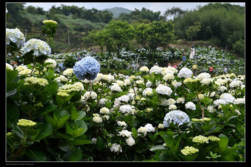 高家繡球花.jpg