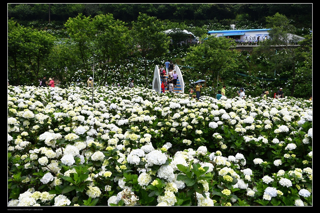 高家繡球花4.jpg