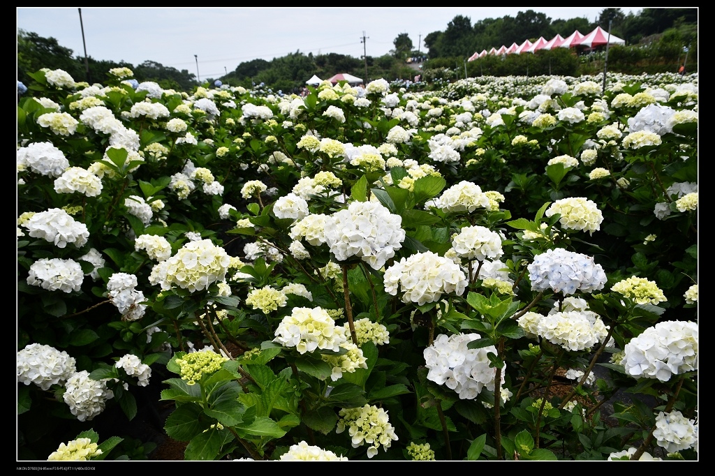 高家繡球花1.jpg