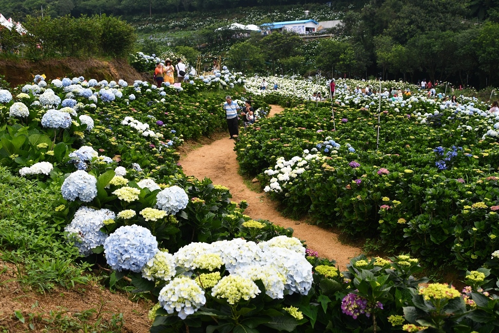 高家繡球花5.jpg