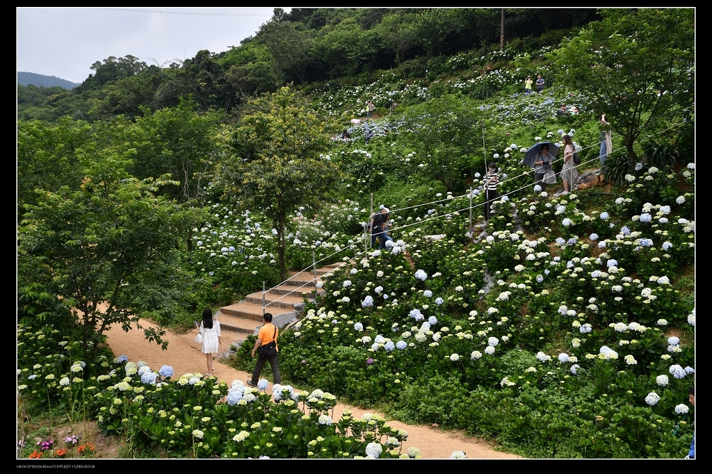 高家繡球花8.jpg