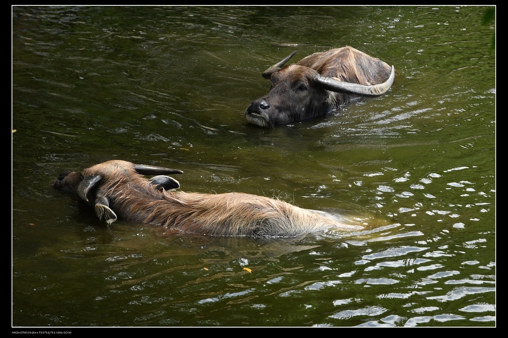 水牛.jpg