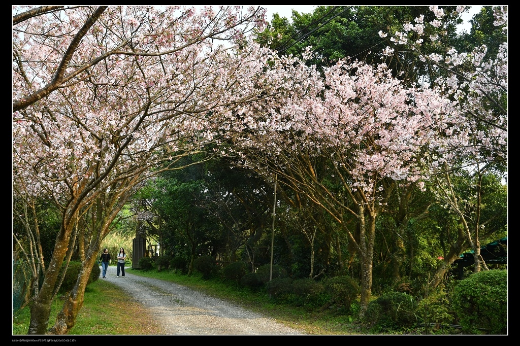 櫻花隧道1.jpg