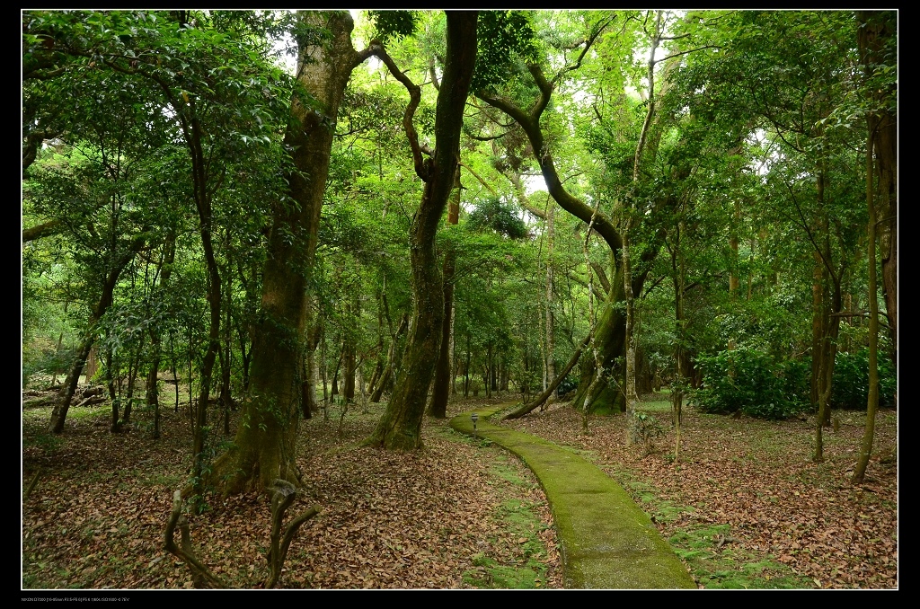 森林步道.jpg