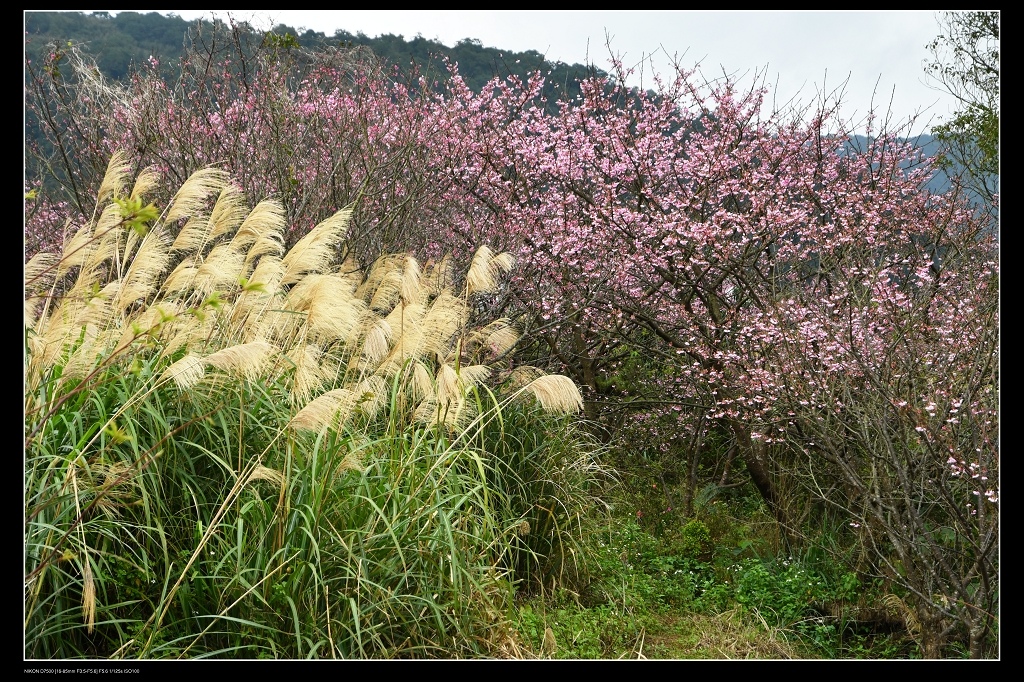 芒草.jpg