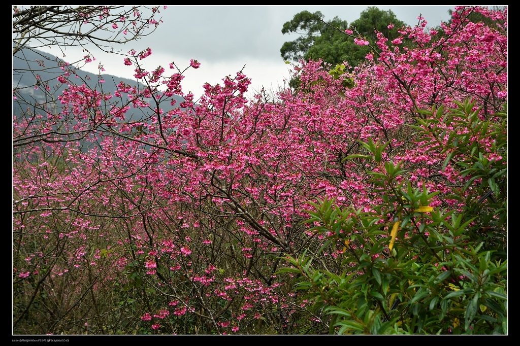 櫻花.jpg