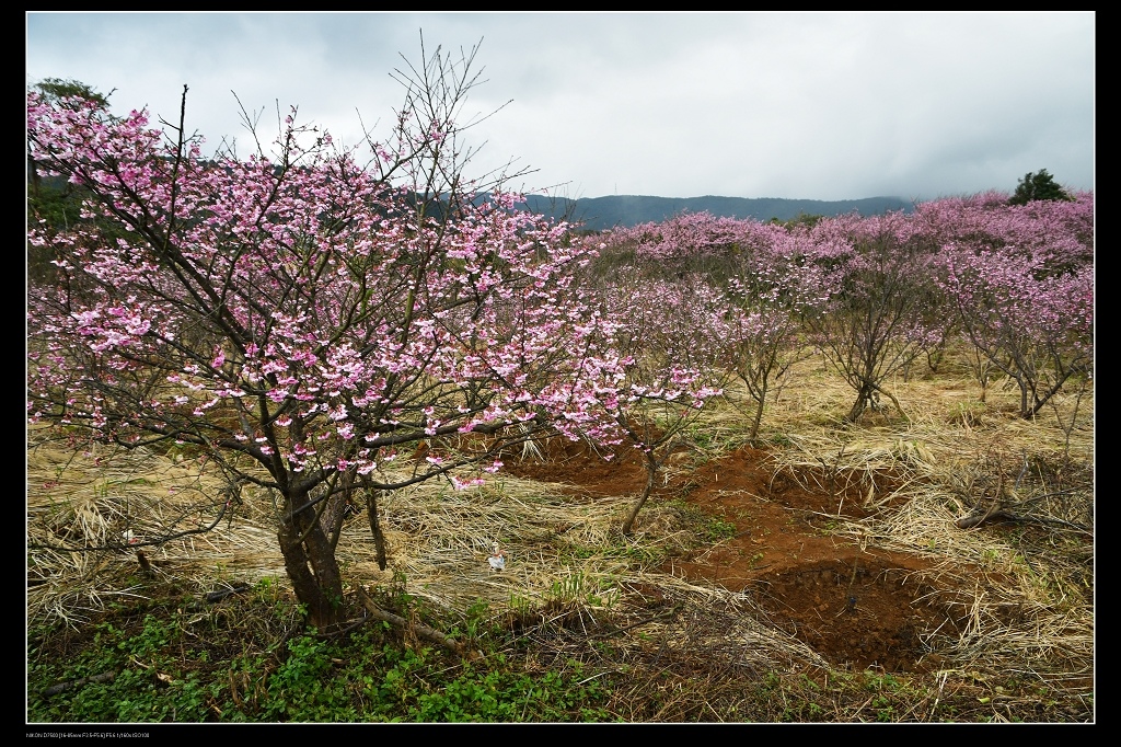 櫻花樹.jpg