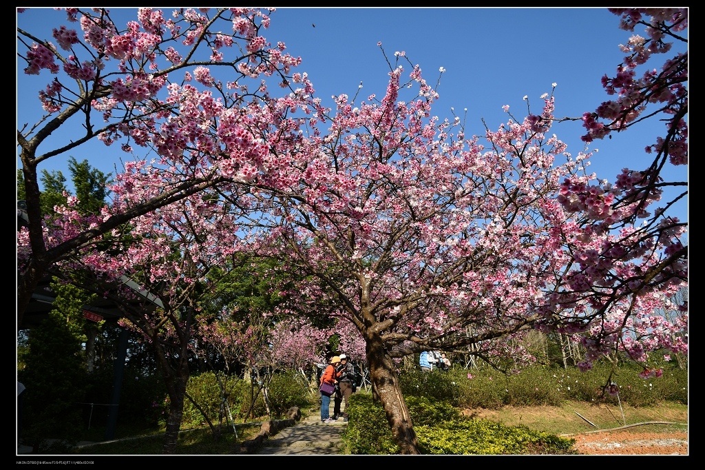 櫻花樹.jpg 櫻花樹.jpg