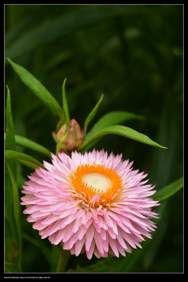 粉紅麥桿菊.jpg