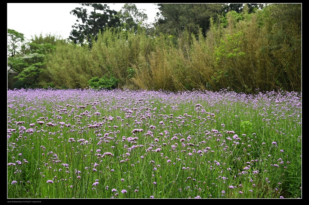 馬鞭草花田.jpg