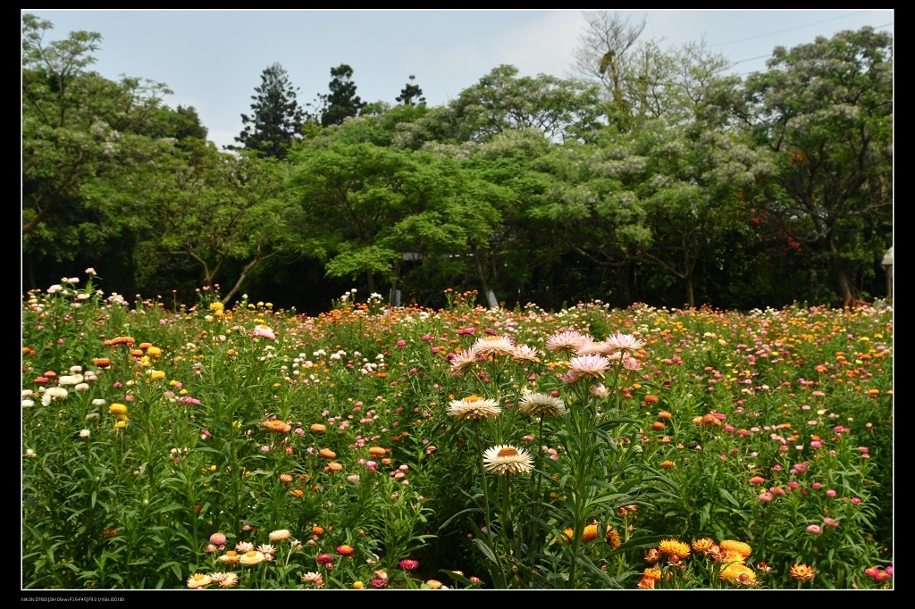 麥桿菊花田1.jpg