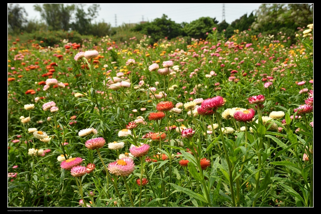 麥桿菊花田.jpg