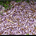 紫藤落花.jpg