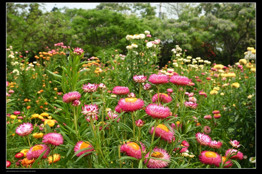 麥桿菊花田2.jpg