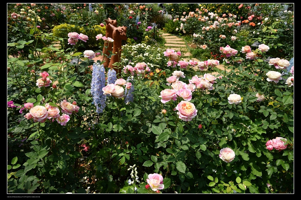 玫瑰花園.jpg 玫瑰花園.jpg