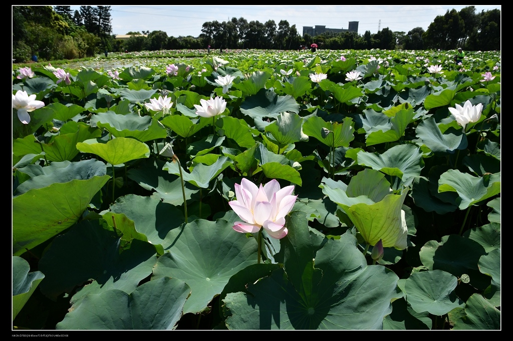 荷花園1.jpg