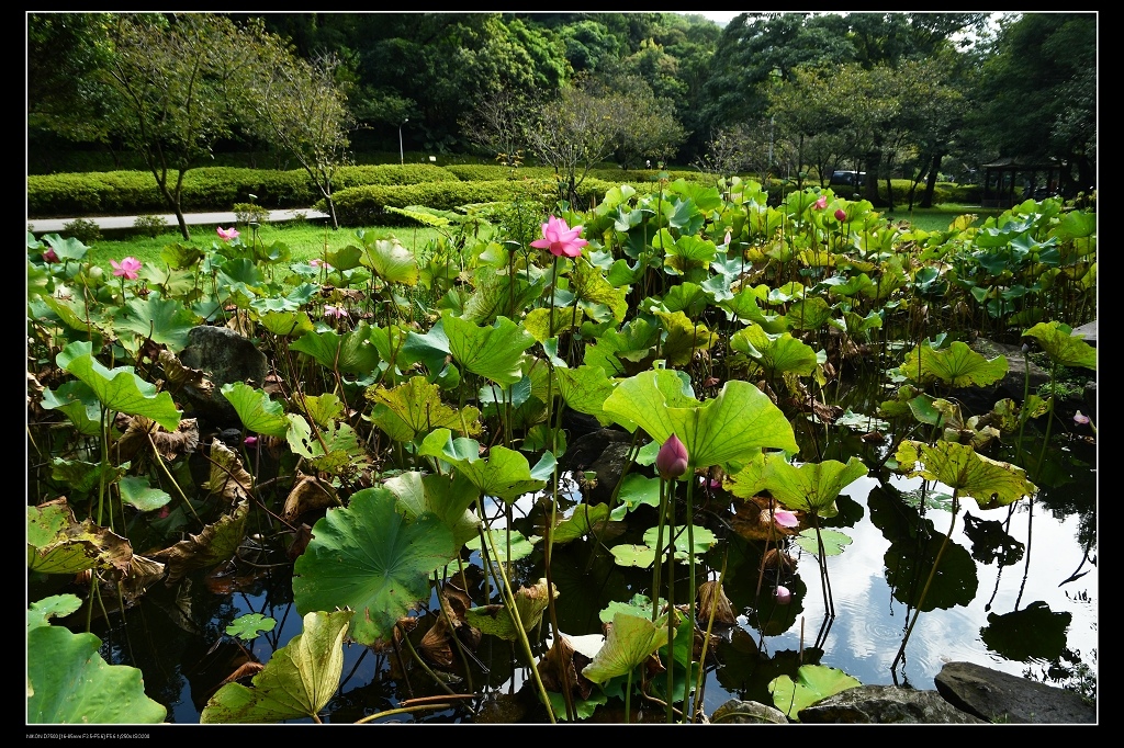 荷花池.jpg