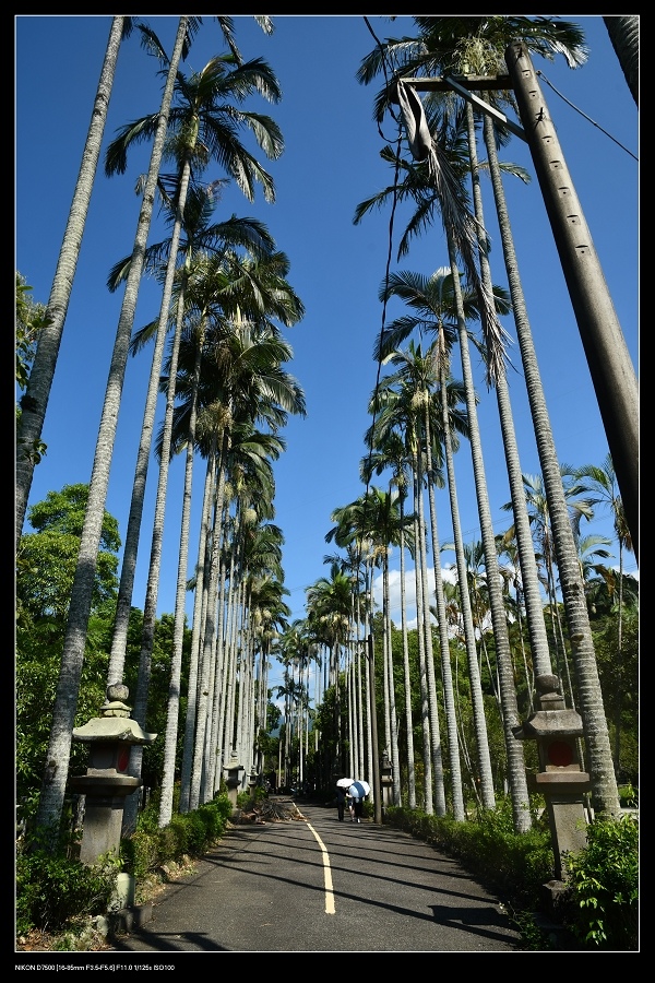9椰林大道.jpg 9椰林大道.jpg