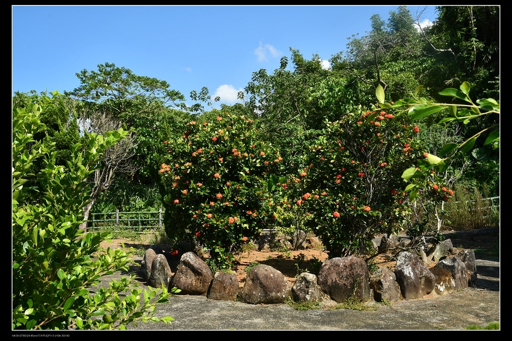 23繁星花.jpg 23繁星花.jpg