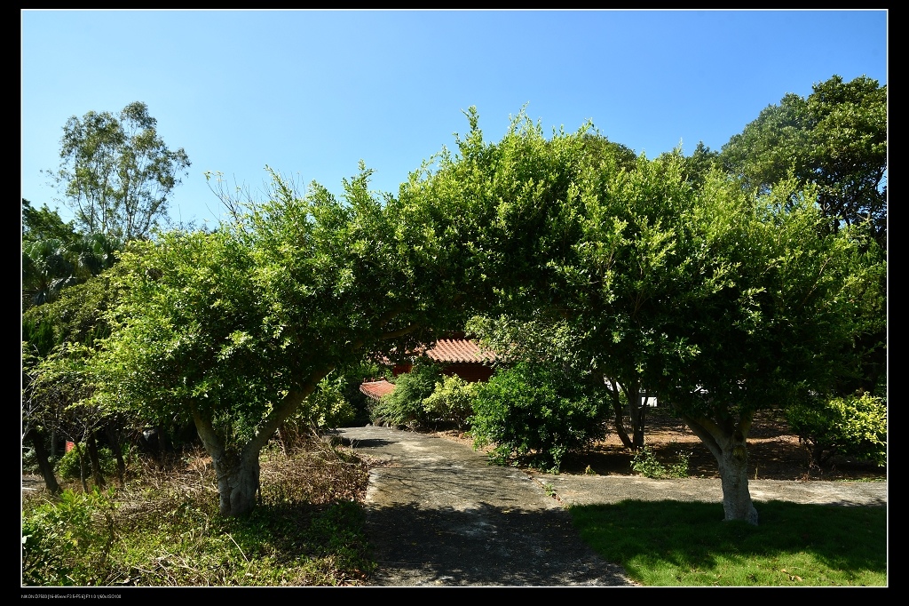 22榕樹拱門.jpg 22榕樹拱門.jpg