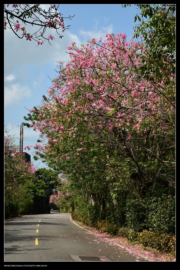 美人花道.jpg