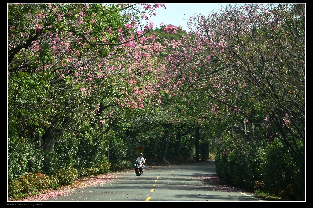 美人花道5.jpg