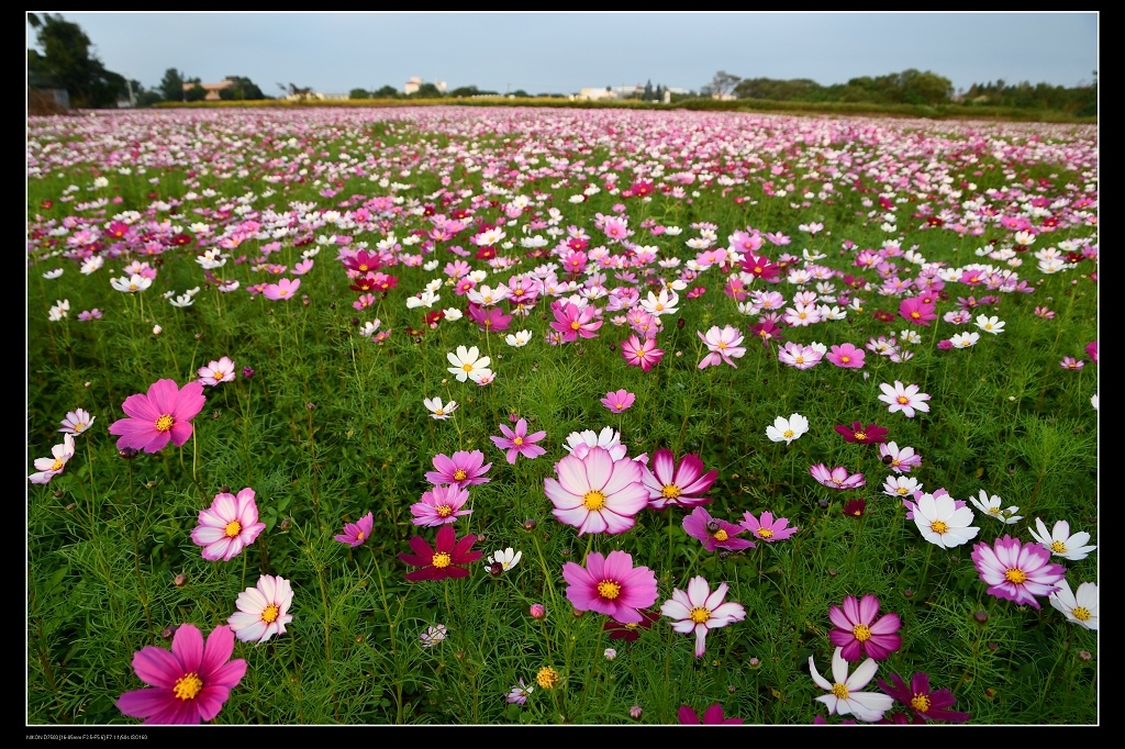 20波斯菊1.jpg