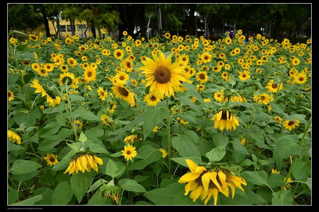 4向日葵花海.jpg