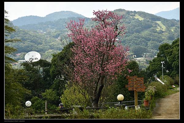 13櫻花樹.jpg