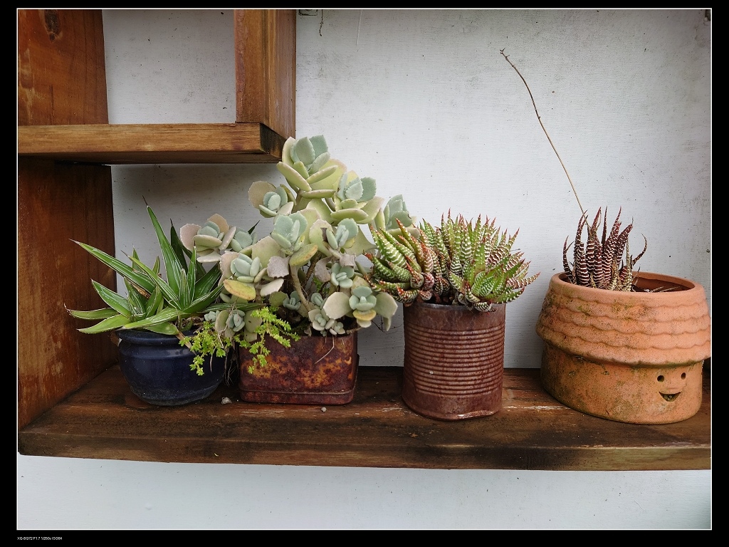 9多肉植物1.jpg 9多肉植物1.jpg