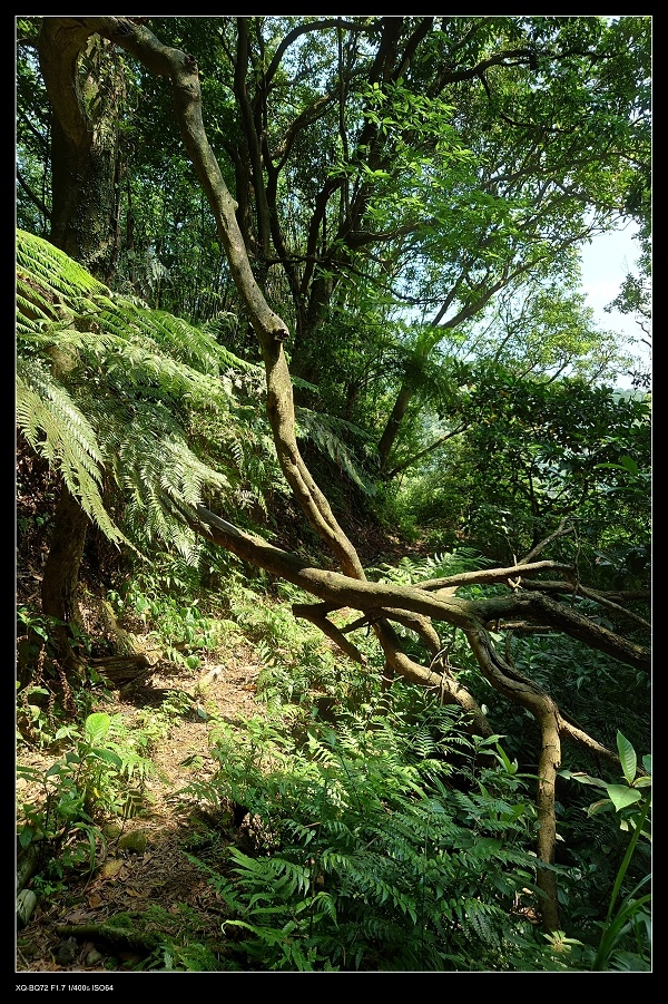 6土地公坑古道.jpg 6土地公坑古道.jpg