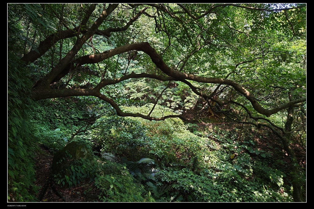 7樹木.jpg 7樹木.jpg