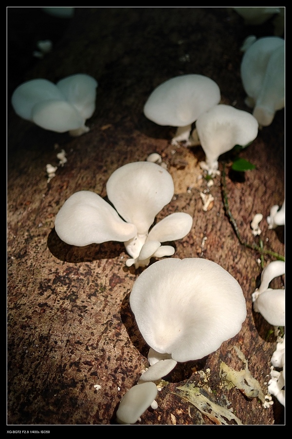 8蕈類.jpg 8蕈類.jpg