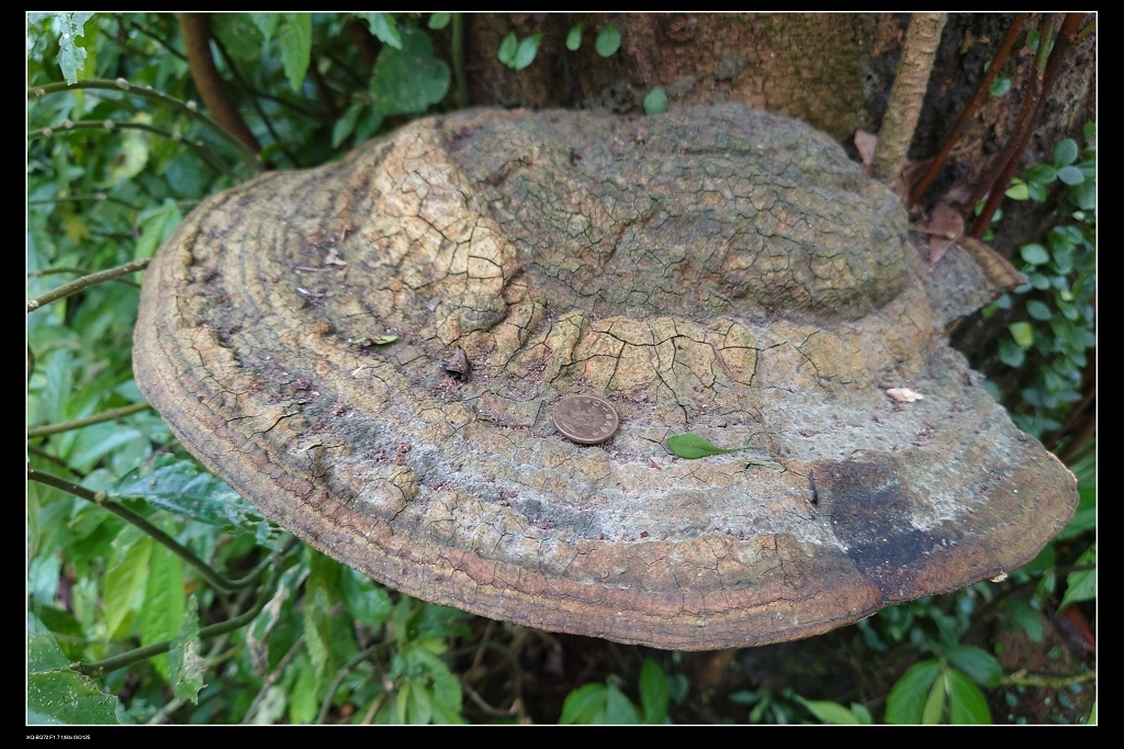 14靈芝.jpg 14靈芝.jpg