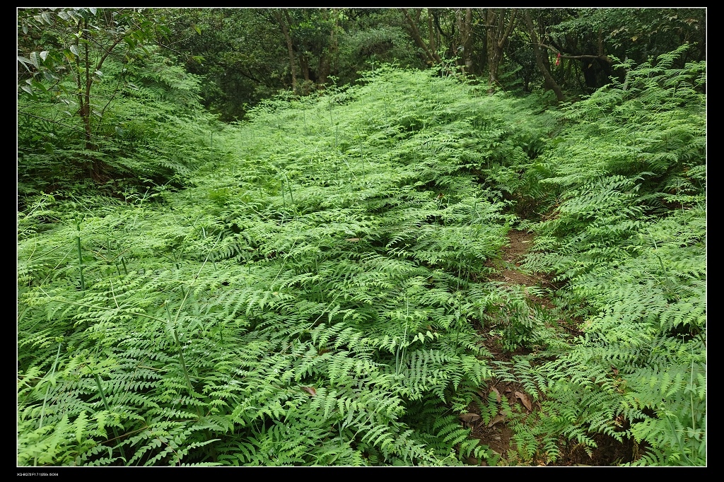 17蕨類.jpg 17蕨類.jpg