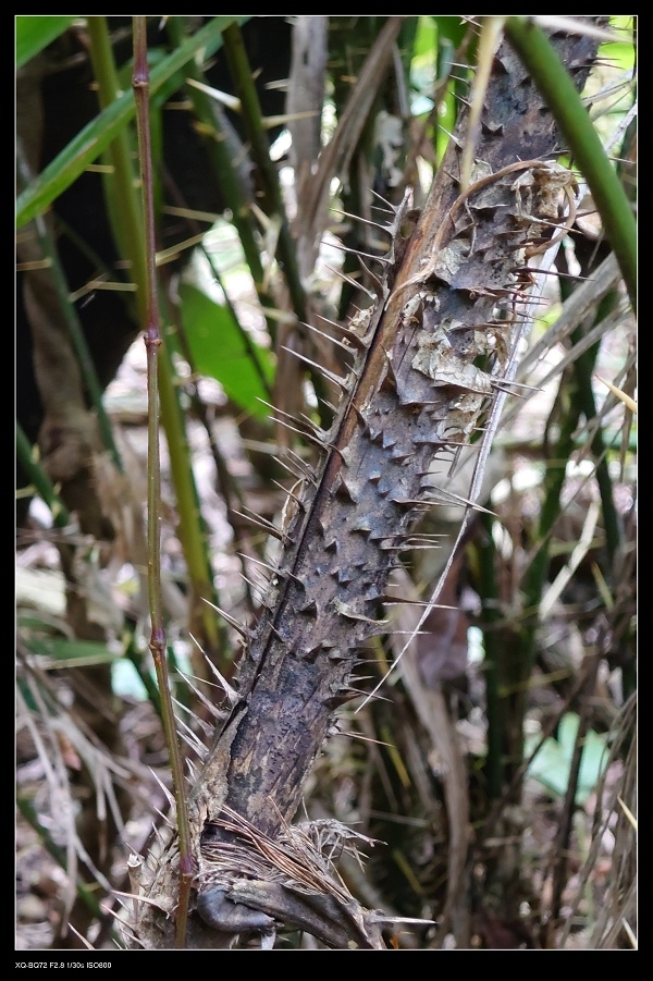 16黃藤.jpg 16黃藤.jpg