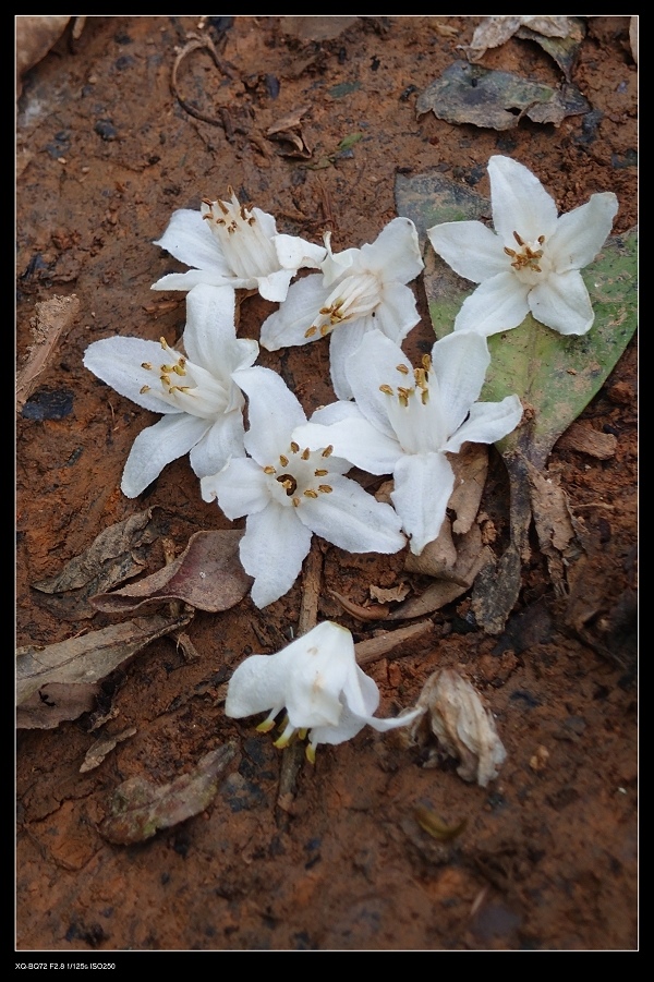 18假赤楊.jpg 18假赤楊.jpg