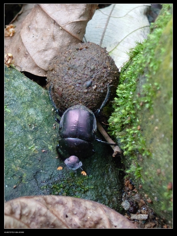 25推糞蟲.jpg 25推糞蟲.jpg