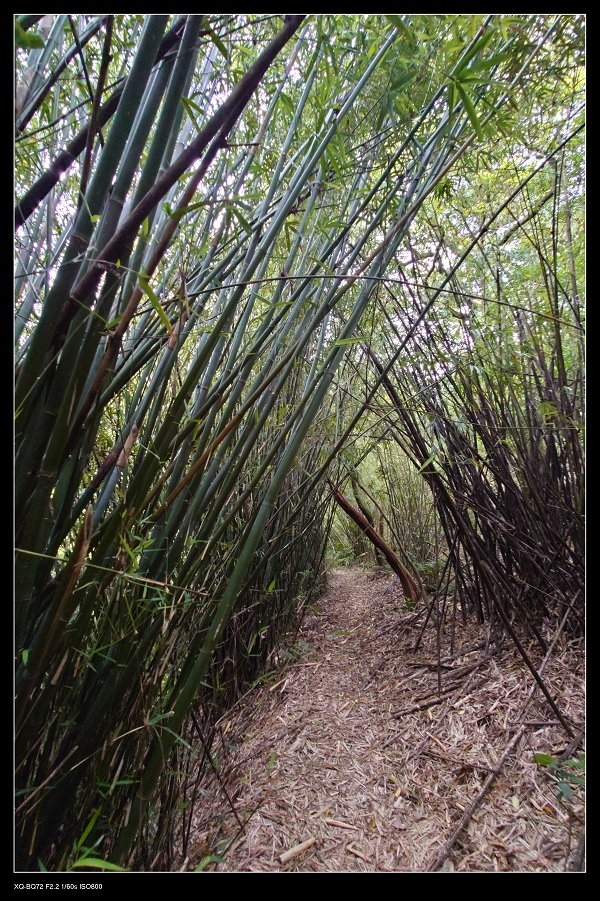 29竹林.jpg 29竹林.jpg