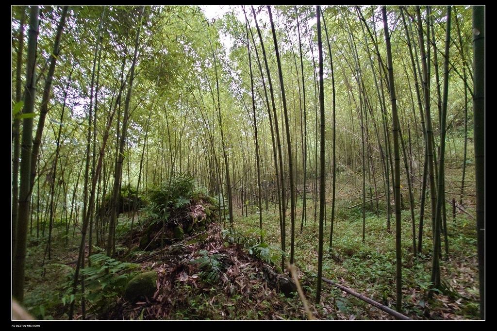 34竹林.jpg 34竹林.jpg