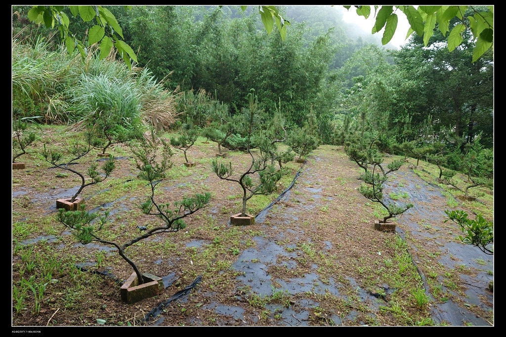 35針葉樹.jpg 35針葉樹.jpg