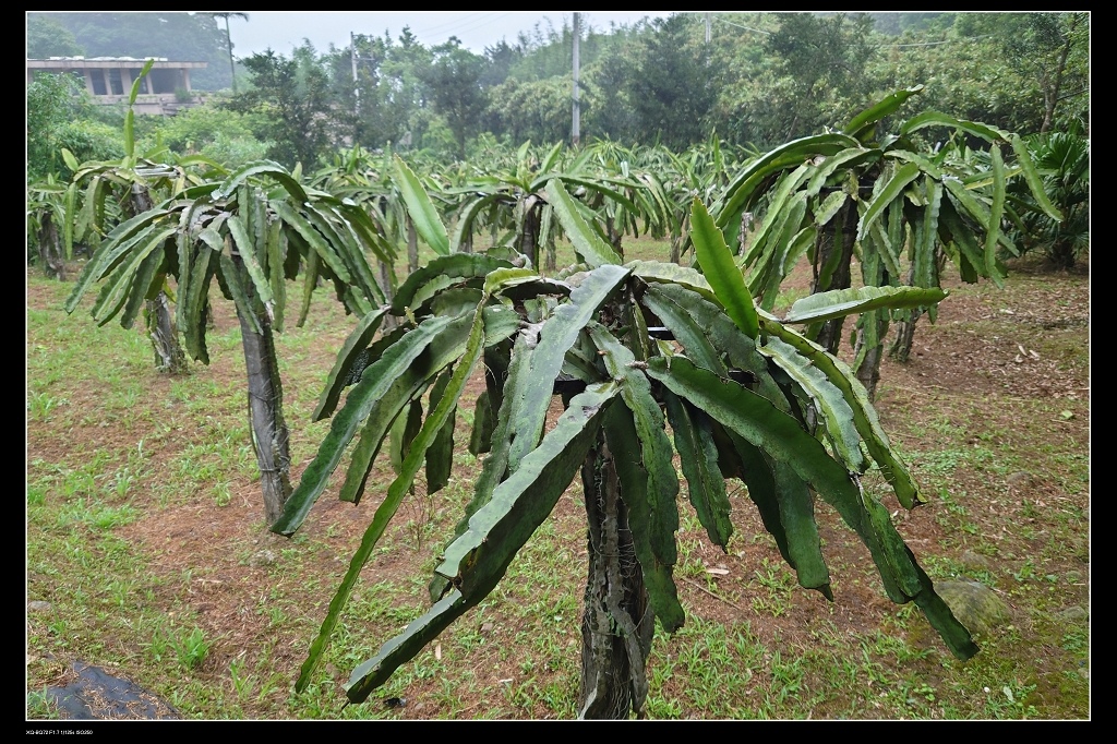 36火龍果.jpg 36火龍果.jpg