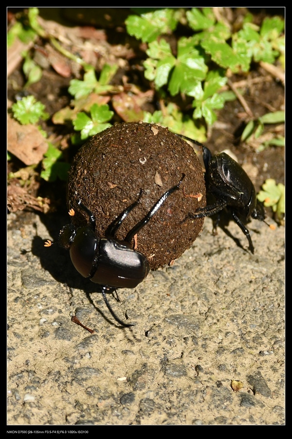 10糞金龜.jpg