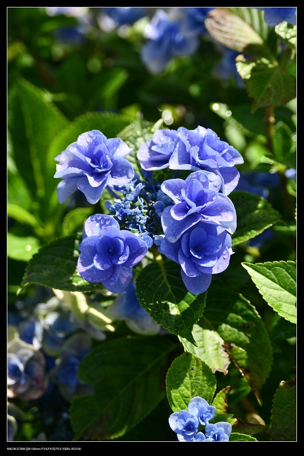 18藍繡球花.jpg