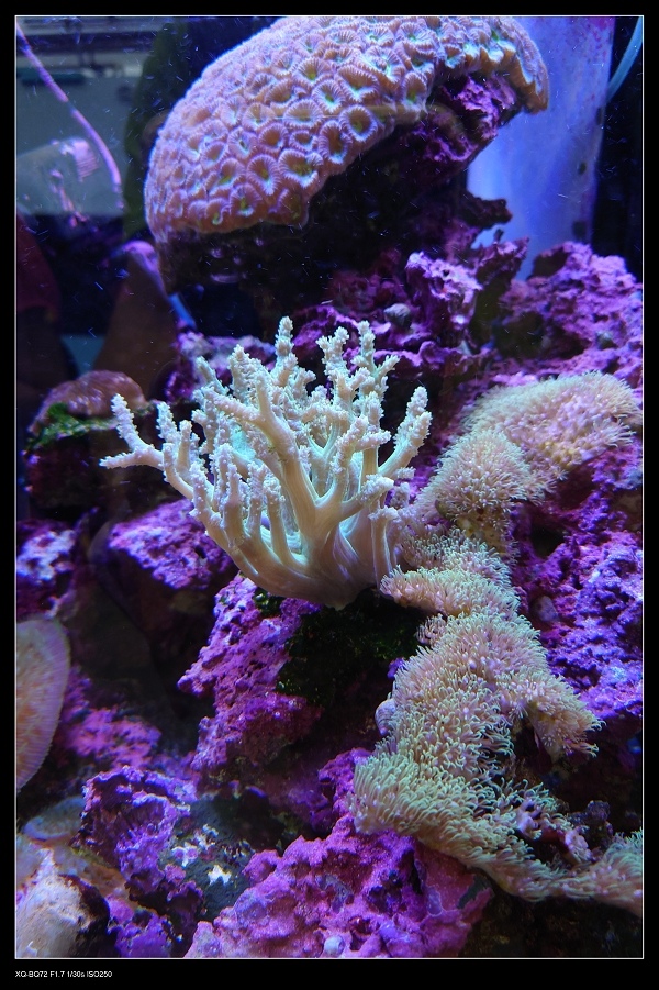 10珊瑚復育.jpg