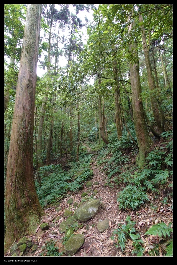 6杉木林.jpg