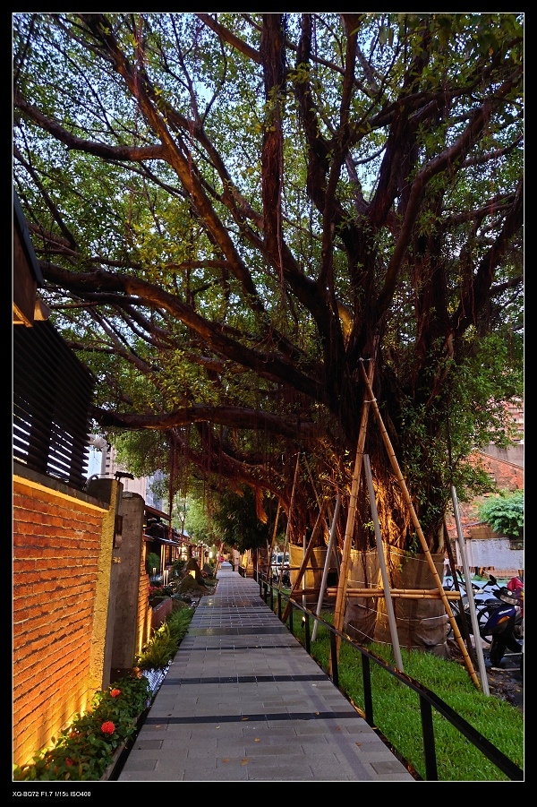 榕樹.jpg 榕樹.jpg